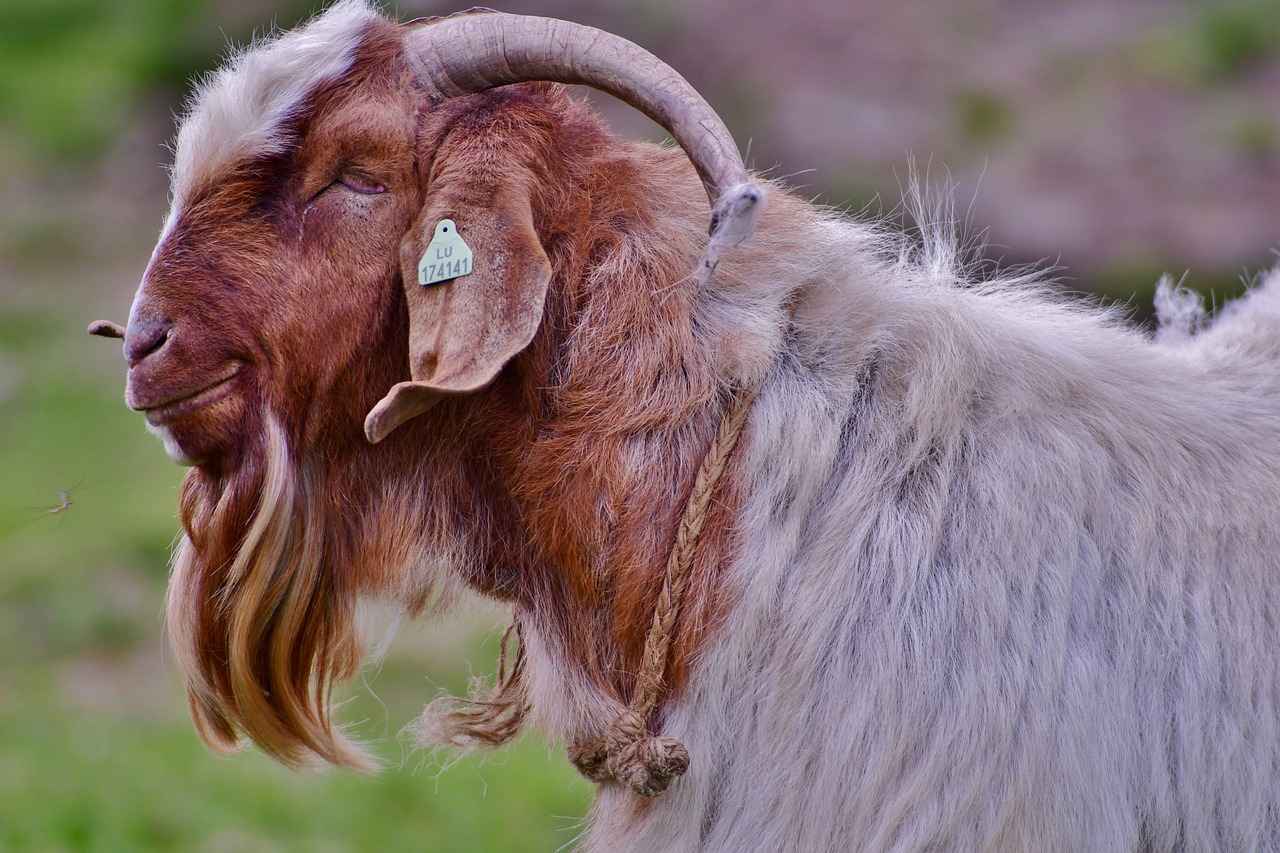 Sade ve Düz Renkli Kimonolar mı, Desenli Kimonolar mı? 2 Desenli Kimonoların Çekiciliği