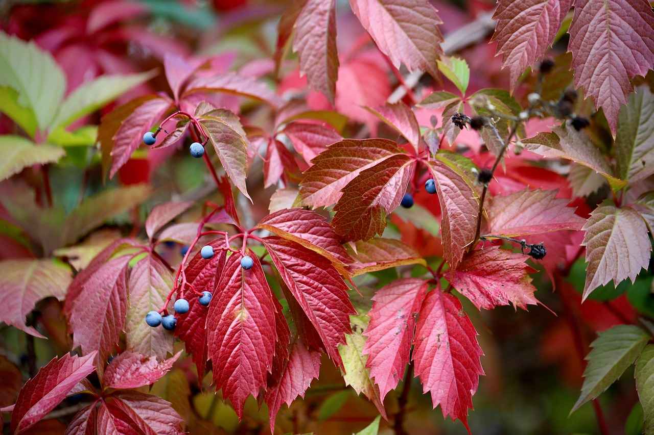 Kimonoda Kullanılan Popüler Renkler