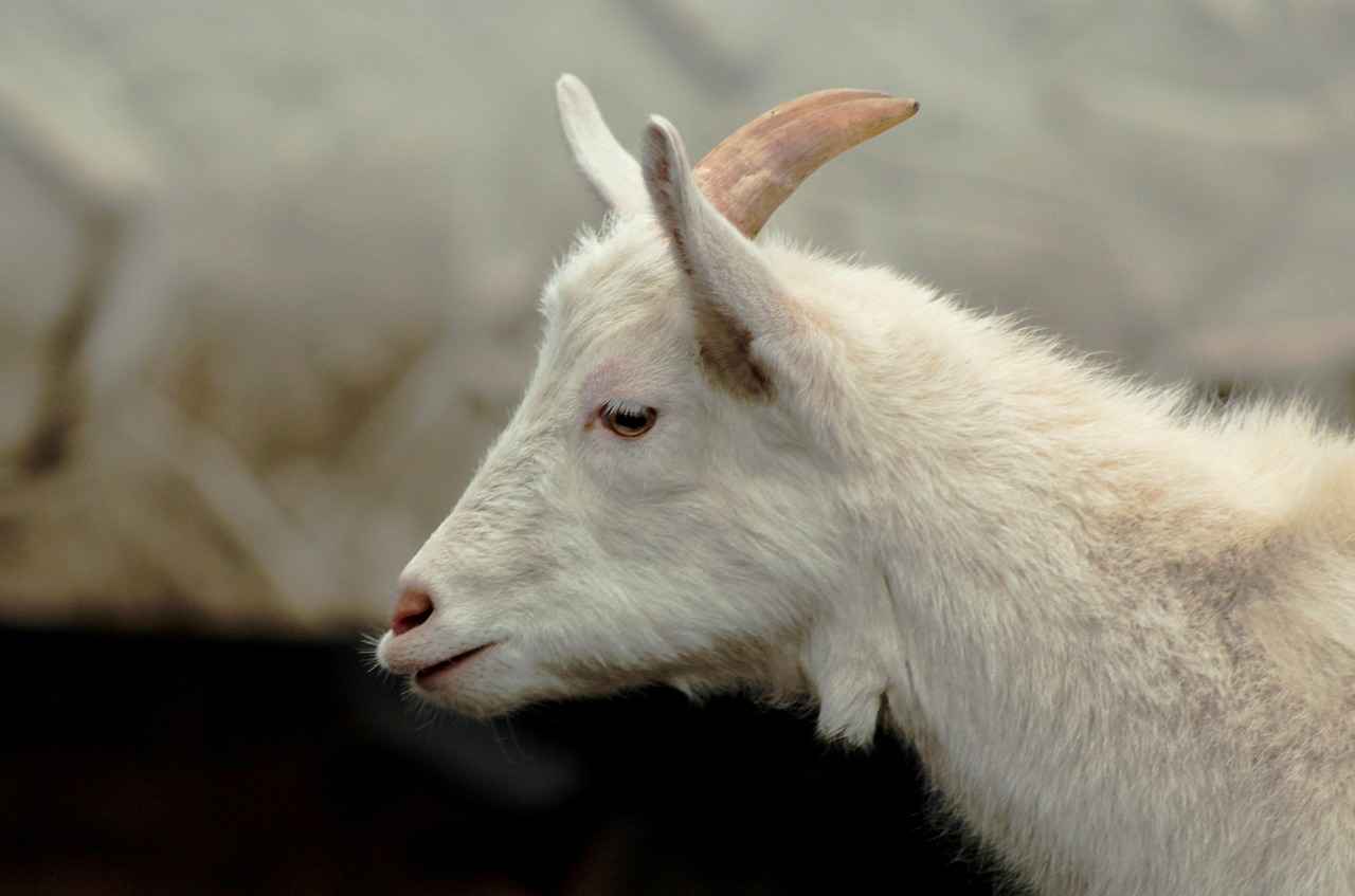 Sade ve Düz Renkli Kimonoların Avantajları